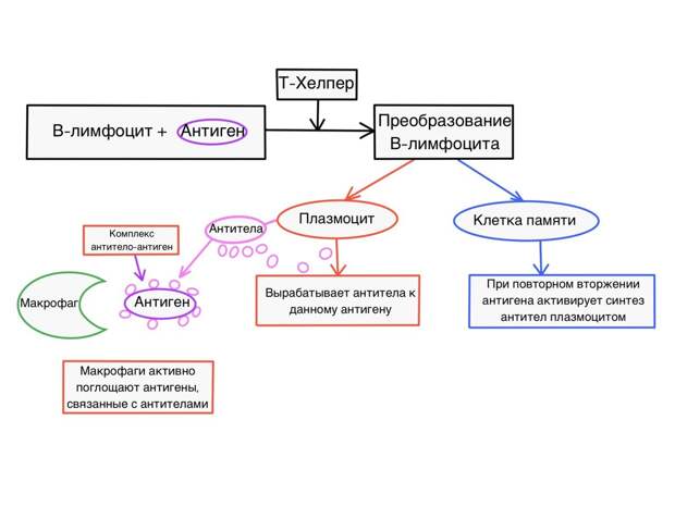 Механизм адаптивного иммунитета | https://foxford.ru/wiki/biologiya/mehanizm-immuniteta