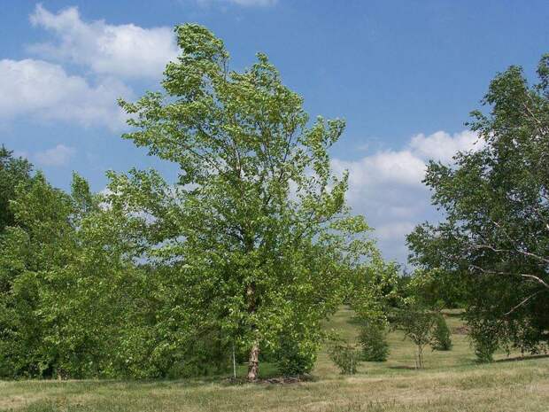 Береза черная (речная)