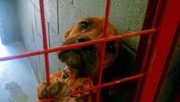 Фото этой печальной собаки разлетелось по Интернету и всего за несколько дней ее жизнь изменилась навсегда