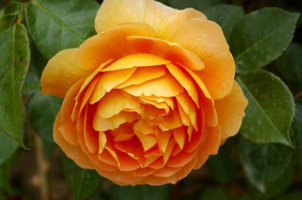 У романтической розы Pat Austin насыщенный классический аромат, фото автора