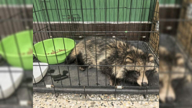 Жители Барнаула нашли в одном из дворов города енотовидную собаку и спасли ее