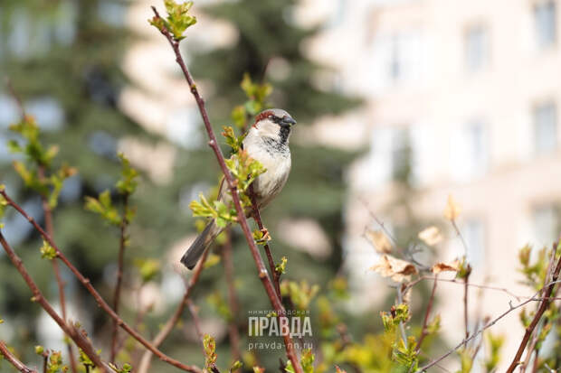 Рекорд тепла зафиксирован в Нижегородской области 12 марта