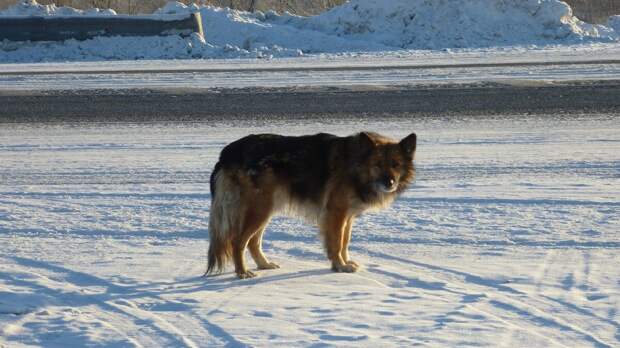 В Тобольске верный пёс уже более 11 лет ждет на трассе своего умершего хозяина.