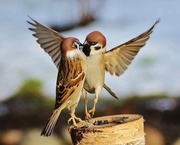 5. Воробьям свойственно проявление моногамии — эти птички нередко образуют постоянные пары, и живут вместе всю жизнь. воробей, воробьи, животные, интересно знать, факты