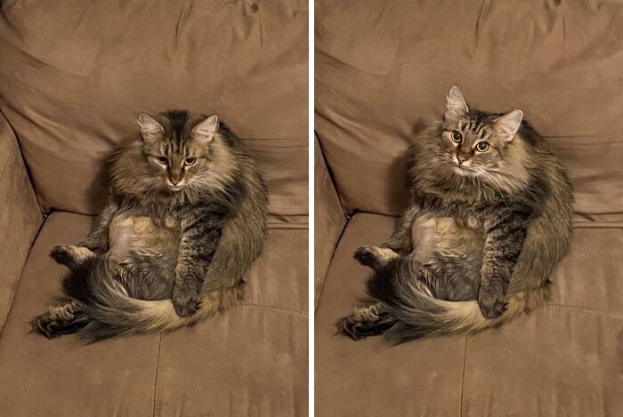 Кошки, которые научились вести себя как люди