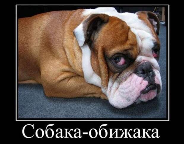 Демотиваторы (30 фото)