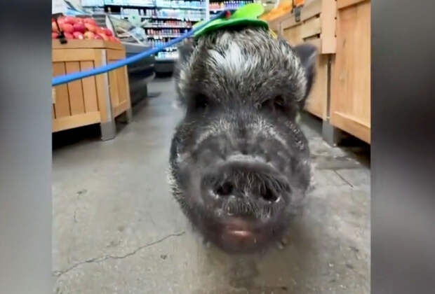 «Говорящий» поросенок попал в книгу рекордов Гиннесса