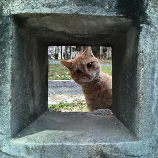 20 кодов доступа к котонастроениям и которазвлечениям