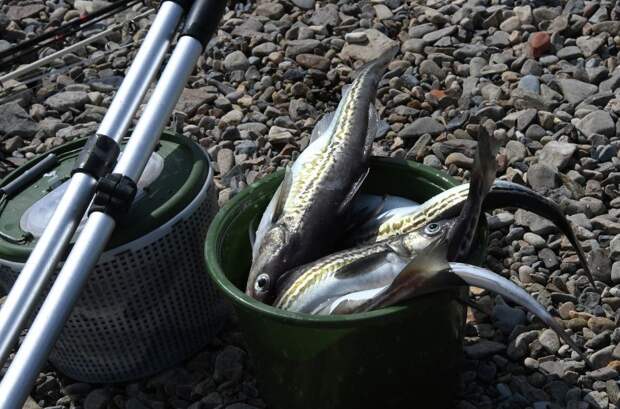 Юрист Хаминский: россиянам может грозить штраф до ₽500 тыс. за рыбалку в нерест