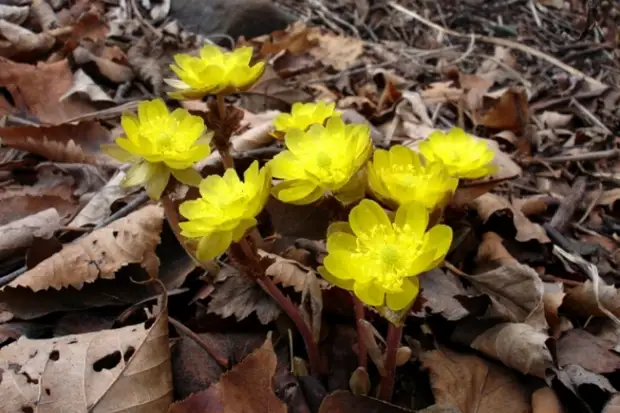 Прогрев хороший: погода рабочей недели в Уссурийске (интерактивная метеокарта)