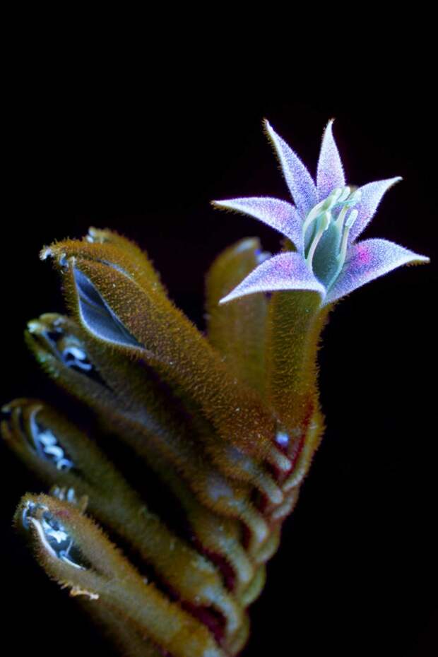 Glowing Flowers - Photographing flowers under ultraviolet light