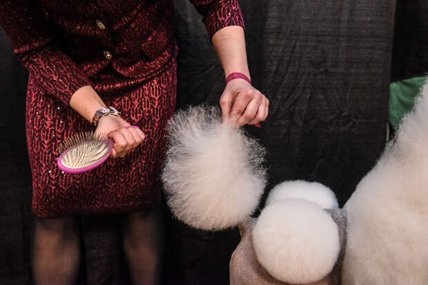В США прошла знаменитая выставка собак Westminster Kennel Club 2020