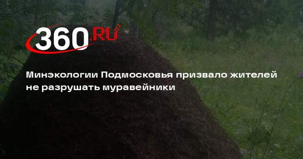 Минэкологии Подмосковья призвало жителей не разрушать муравейники