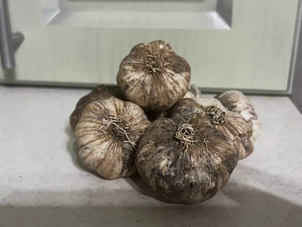 Мартовский полив, который превращает чеснок в богатыря: голова с яблоко, а луковой мухи — ни одной