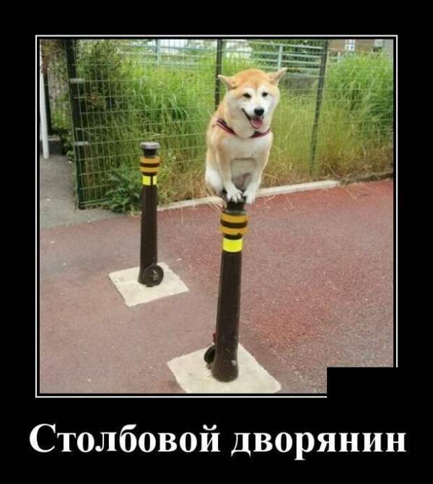 Демотиваторы от Водяной за 15 мая 2019 Каламбур, демотиваторы, животные, коты, юмор
