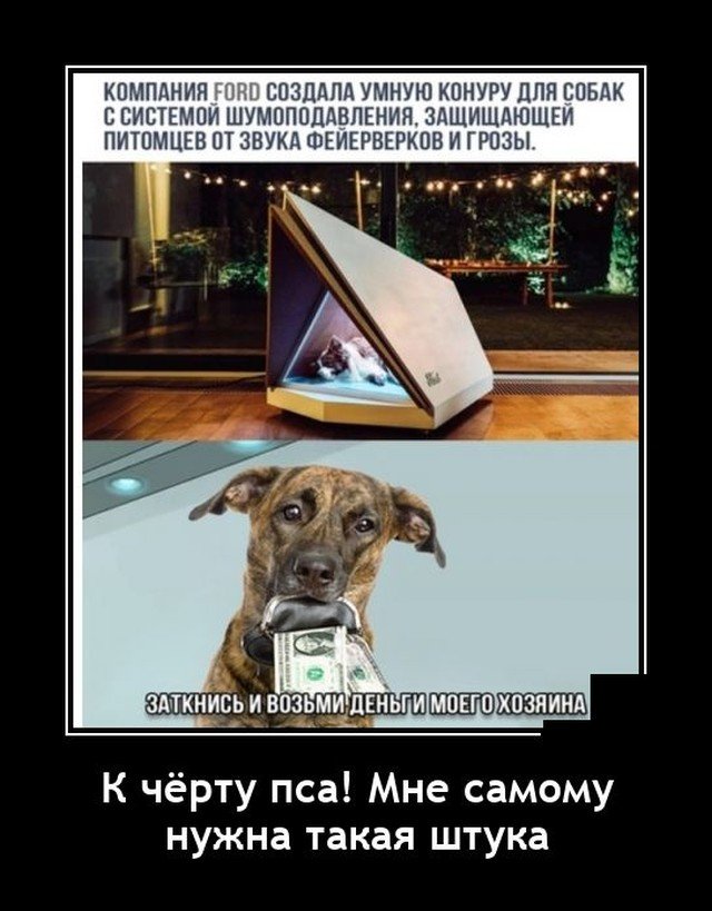 Демотиватор про собаку