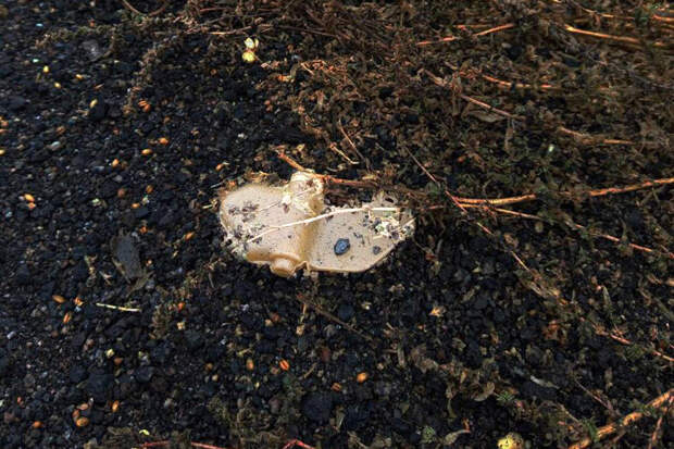 РКК: в приграничных областях РФ школьников будут учить минной безопасности