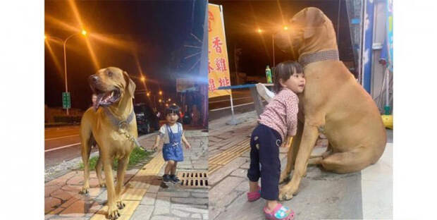 Семье подарили милого щеночка, а вырос настоящий гигант размером 180 см
