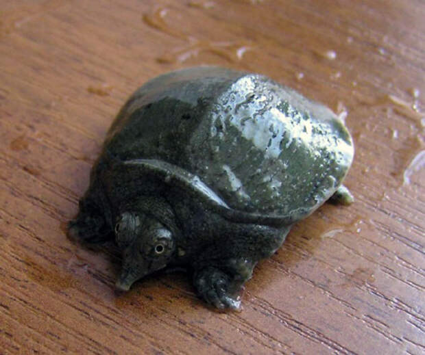 Беременность у дальневосточной черепахи длиться примерно два месяца