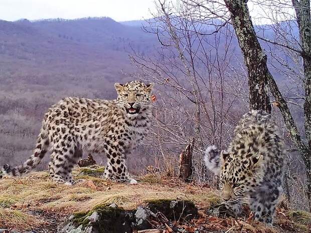 Два ранее неизвестных ученым котенка попали в объектив камер. Фото: Нацпарк «Земля леопарда». 
