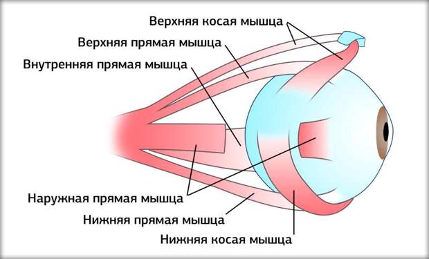 Глазодвигательные мышцы