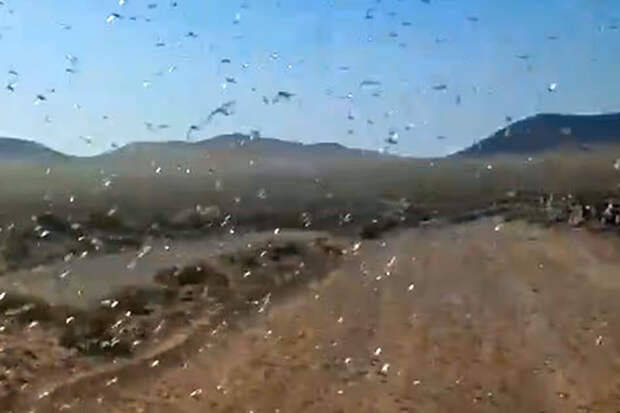 Daily Mail: канарские острова атаковал рой саранчи