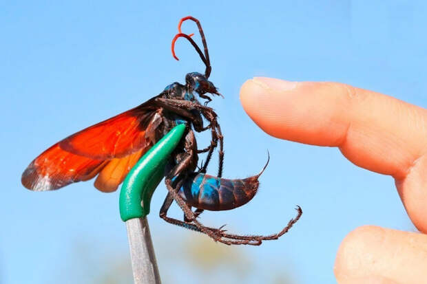 5 самых опасных насекомых обитающих на территории России