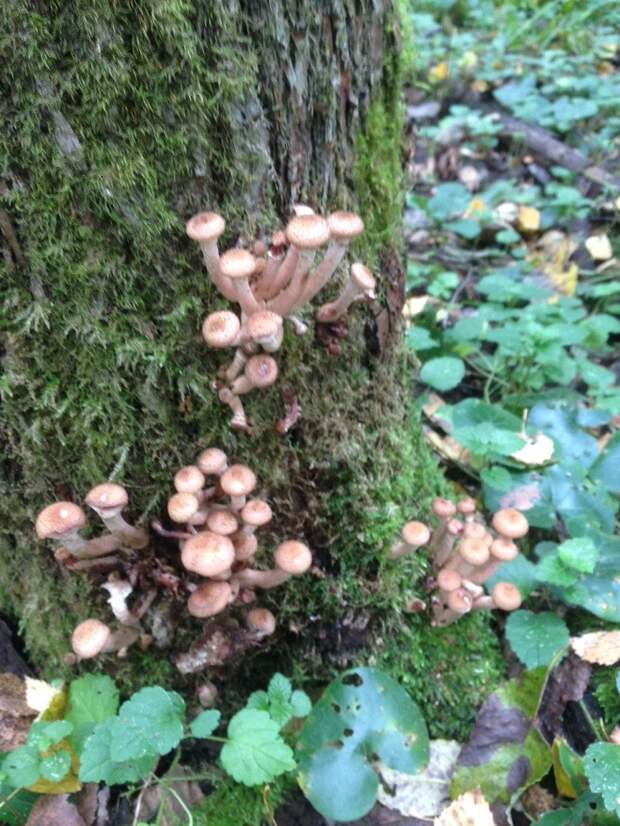 Как я сегодня остановился в лесу грибы, сезон