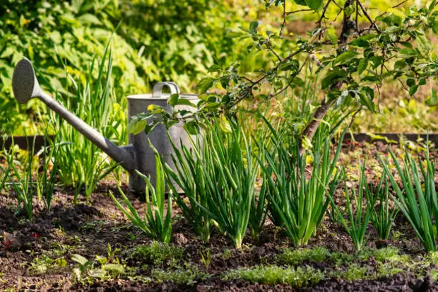 В Ботаническом саду проведут мастер-класс по садоводству