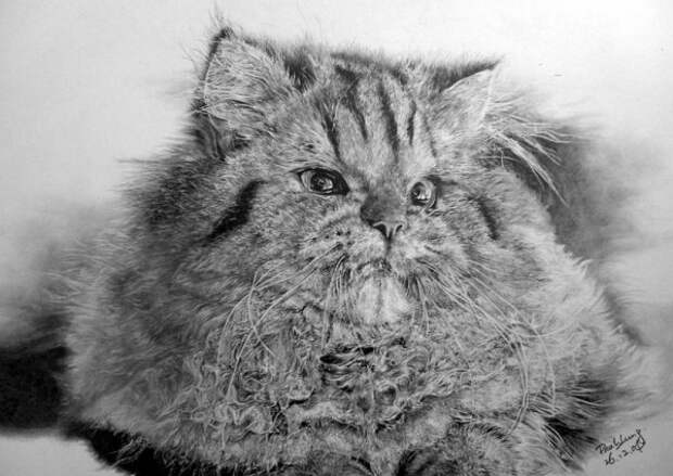 Восхитительные карандашные коты Пола Ланга (30 работ)
