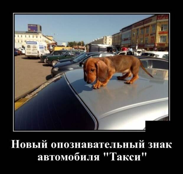 Демотиваторы от Водяной за 15 мая 2019 Каламбур, демотиваторы, животные, коты, юмор