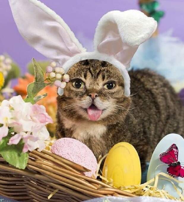 Кошка с ушками в корзинке Кошка с заячими ушками