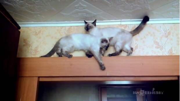 Двое котов не могли разминуться на одной узкой перекладине. Тогда они придумали такой неординарный выход!