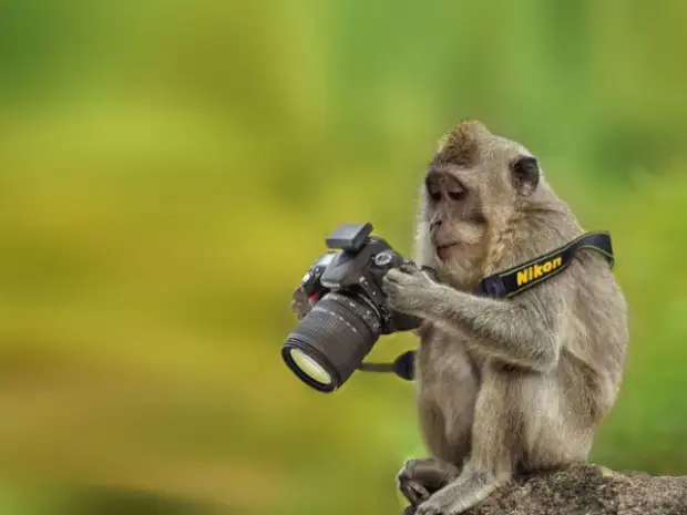 Помощники, однако