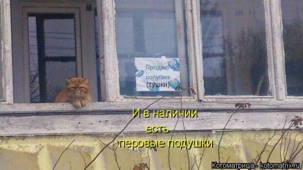 Лучшие котоматрицы недели (50 фото)
