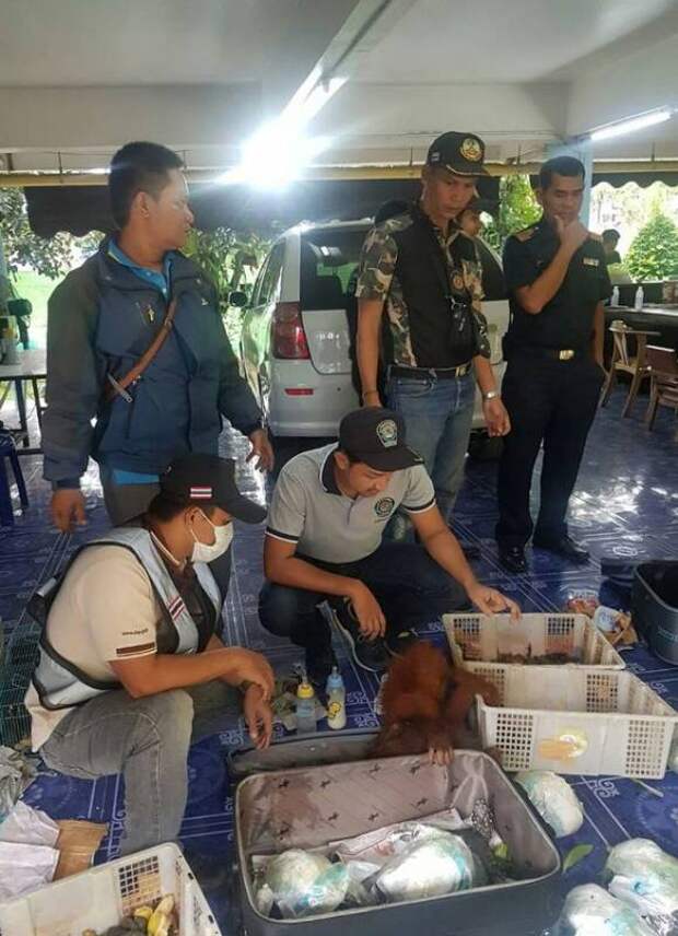 В Таиланде спасли двух детенышей орангутана, которых контрабандист перевозил в чемодане