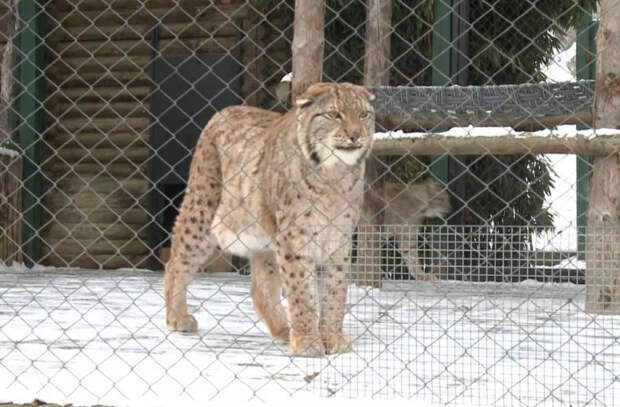 Как в кишинёвском зоопарке заботятся о животных зимой