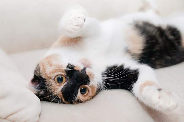 кошка/pixabay.com