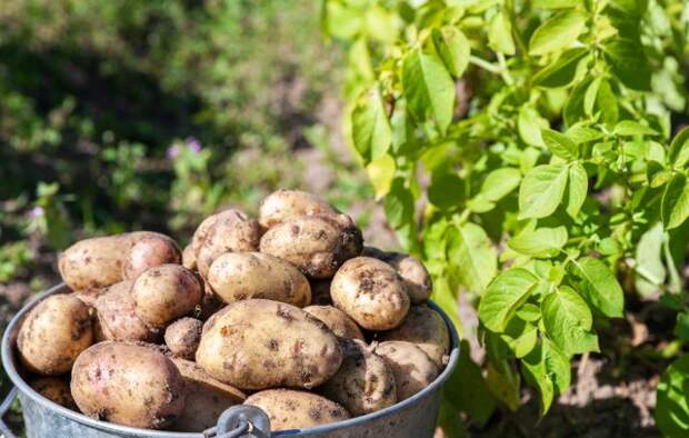 Сорта картофеля устойчивые к колорадскому жуку