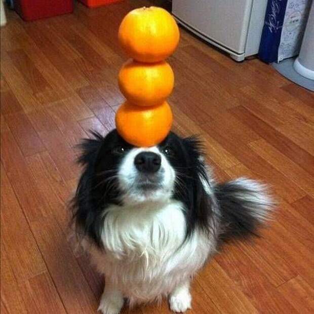 1481052663_15