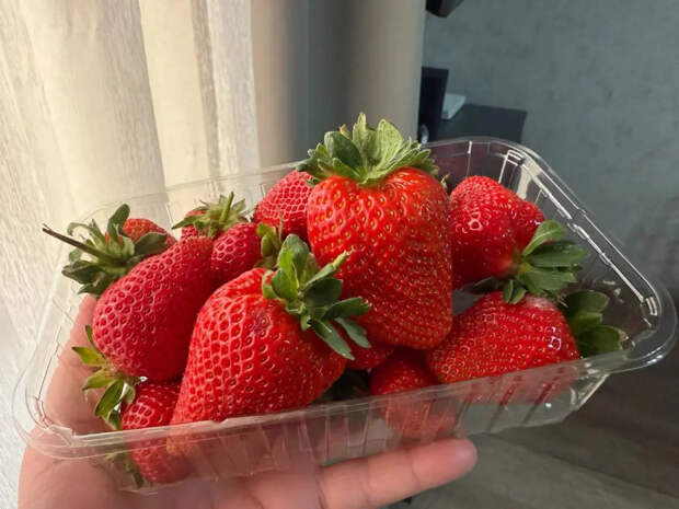 Клубника размером с большой кулак: просто высыпьте 1 пакетик из шкафа на грядку в марте