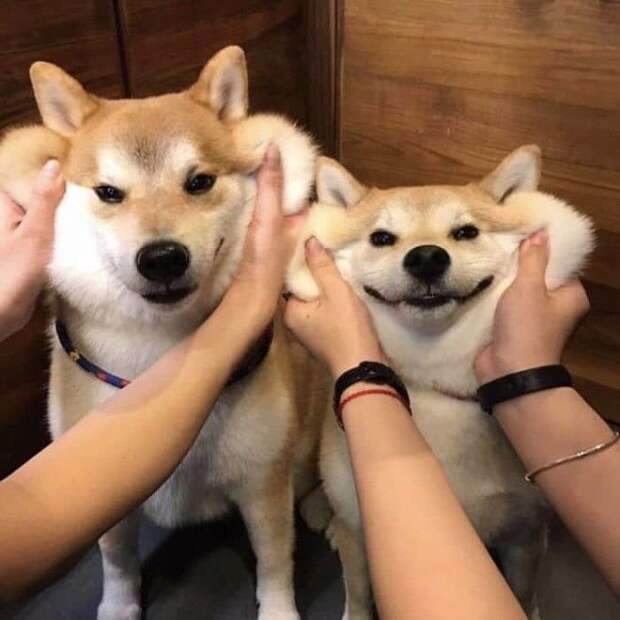Squishy Dog Cheeks