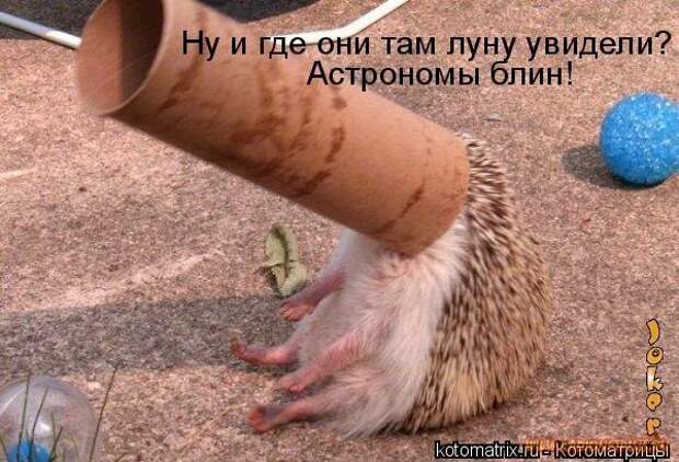 Животный позитивчик