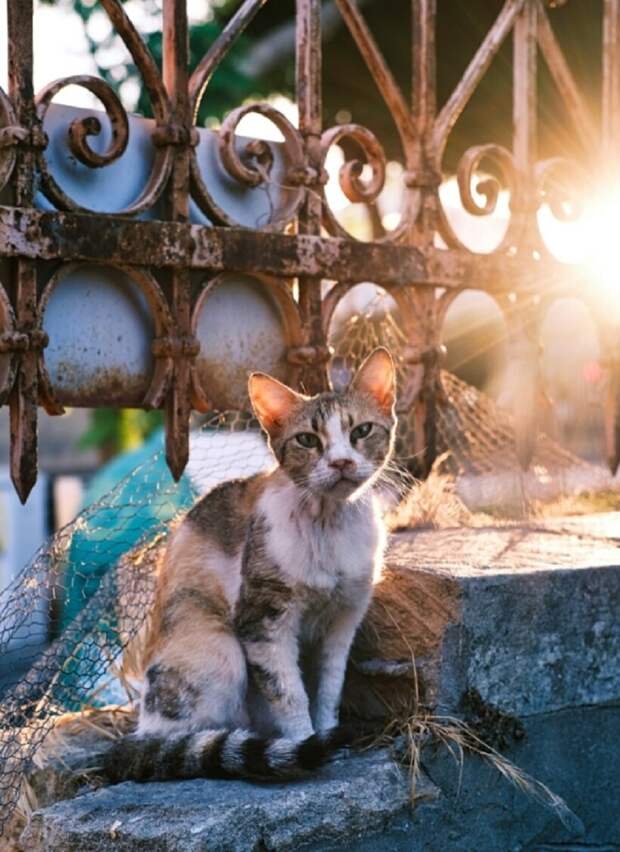 Блог - На Кипр за котами: 12 колоритных фотографий бездомных кошек Лимассола На Кипр за котами: 12 колоритных фотографий бездомных кошек Лимассола