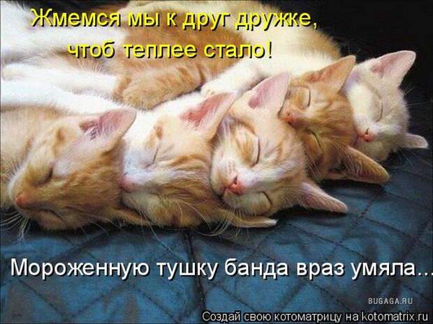 Лучшие котоматрицы недели (50 фото)