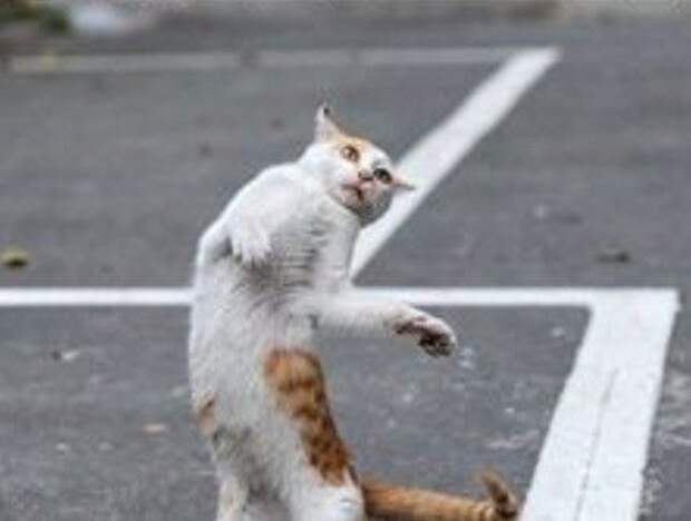 Кошки, которые танцуют, как Майкл Джексон (10 фото)