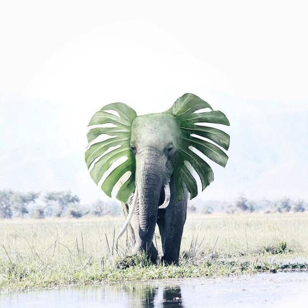 Искусство Photoshop, каким оно должно быть photoshop, арты, дизайн, иллюстрации, искусство, фотошоп