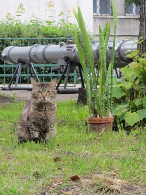 Вот так. Но лампы я вам не дам. Фикусом обойдетесь бронетехника, животные, коты