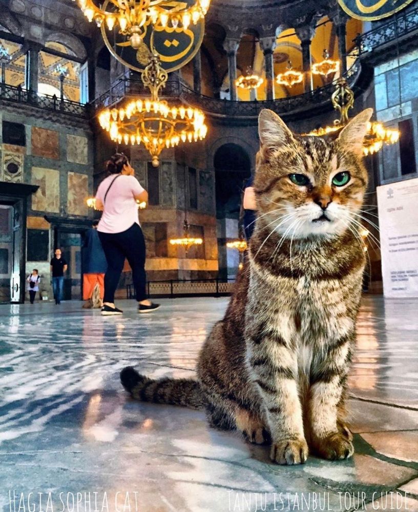 11 милых фото кота, который живет в мечети Святой Софии