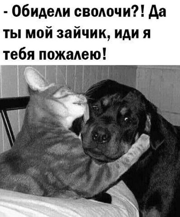 Смешные до слез и прикольные картинки